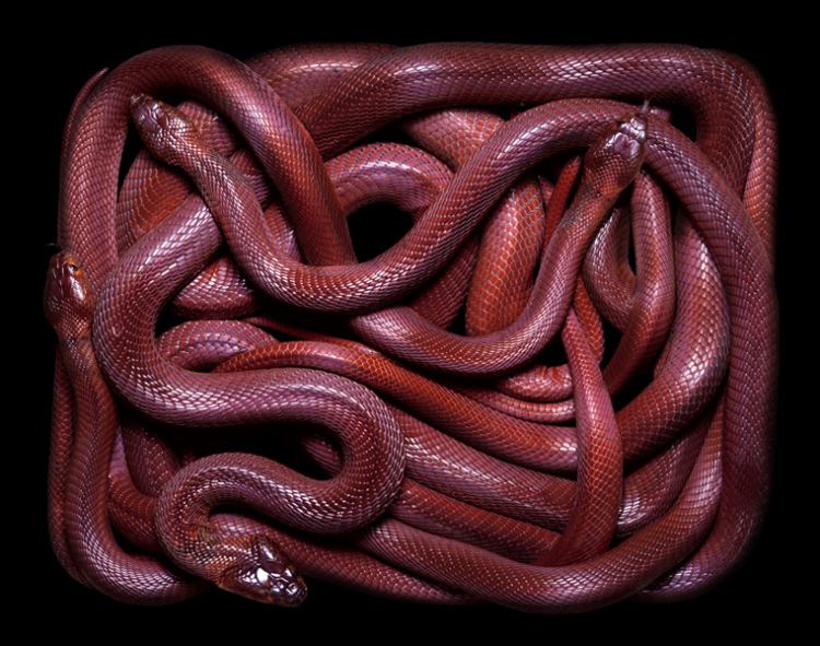 snakes photography