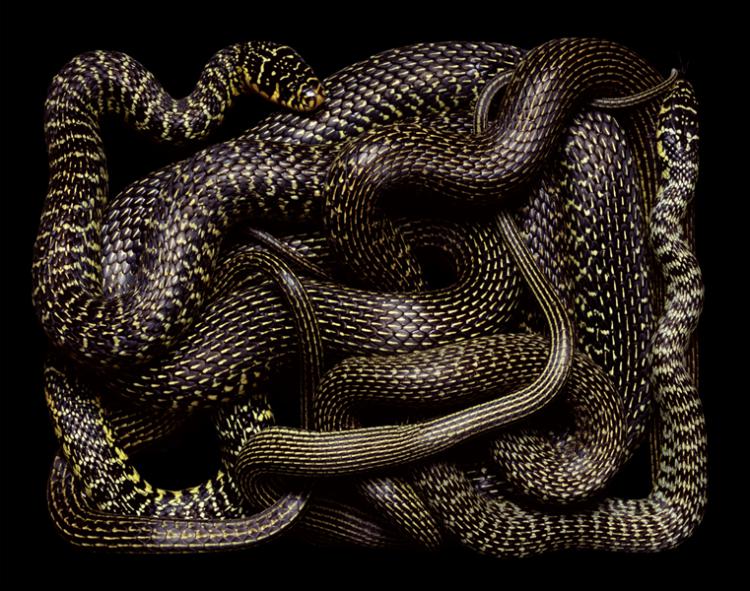 snakes photography
