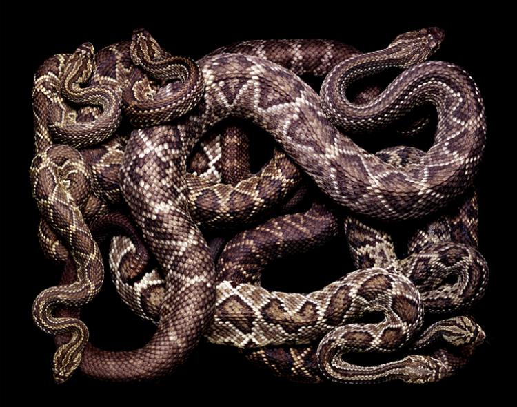 snakes photography