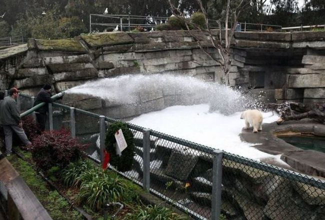 Polar bears in Zoo, San Francisco, United States