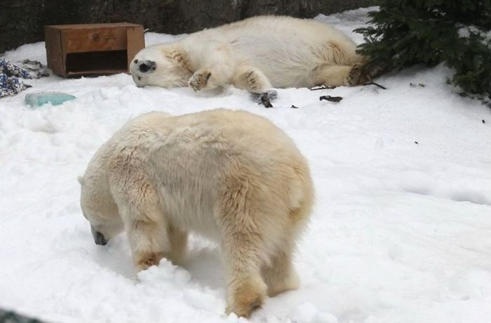 Polar bears in Zoo, San Francisco, United States