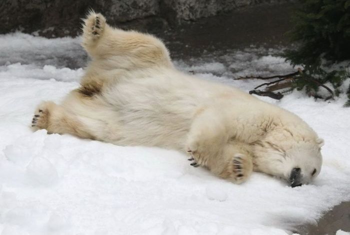 Polar bears in Zoo, San Francisco, United States