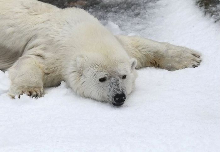 Polar bears in Zoo, San Francisco, United States