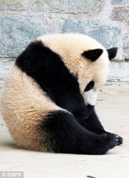 sleeping panda