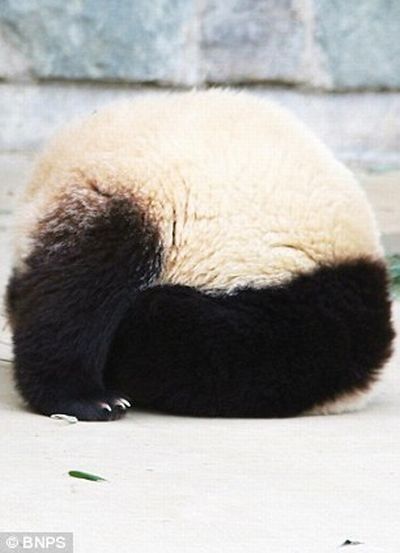 sleeping panda