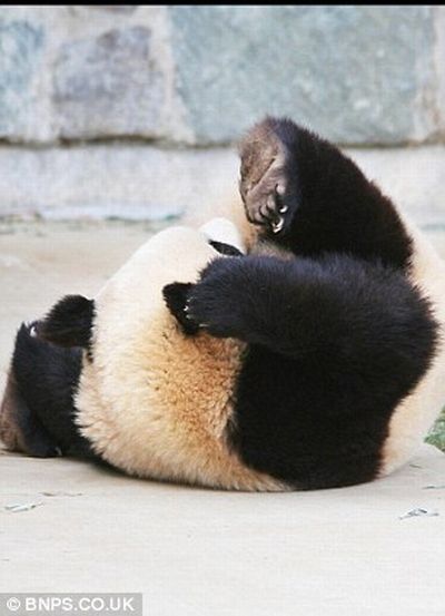 sleeping panda