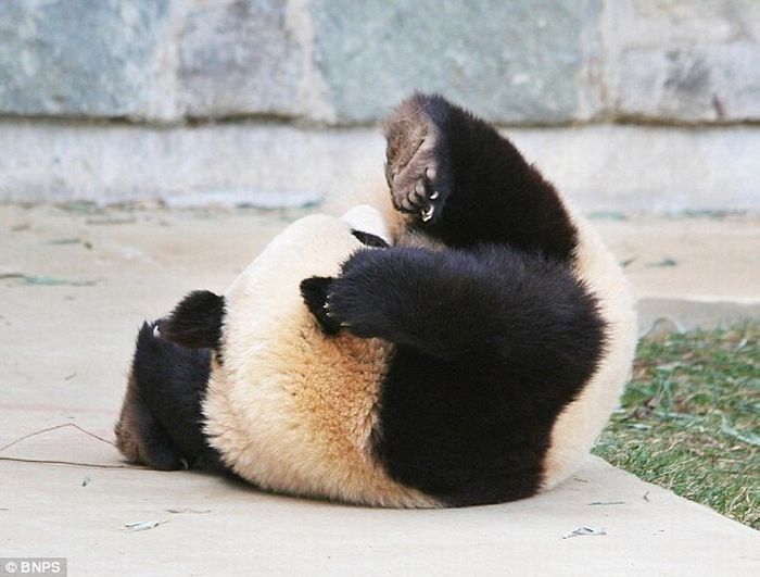 sleeping panda