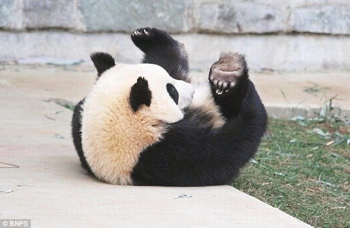 sleeping panda