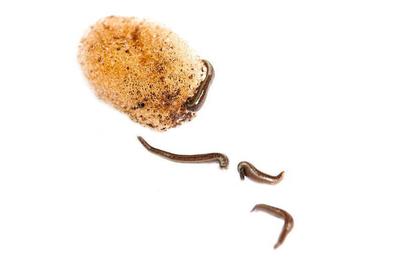 leech life leech life