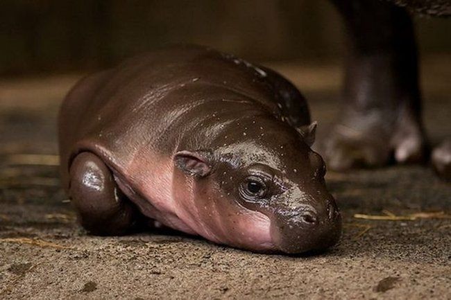 Flory, pygmy hippopotamus, Diergaarde Zoo, Blijdorp, Rotterdam, Netherlands