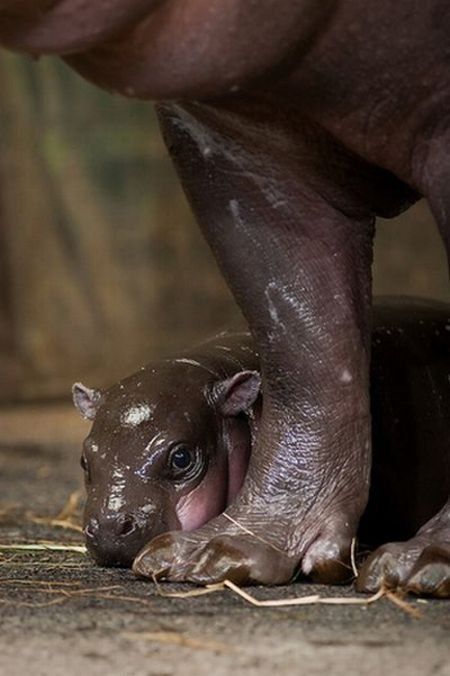 Flory, pygmy hippopotamus, Diergaarde Zoo, Blijdorp, Rotterdam, Netherlands