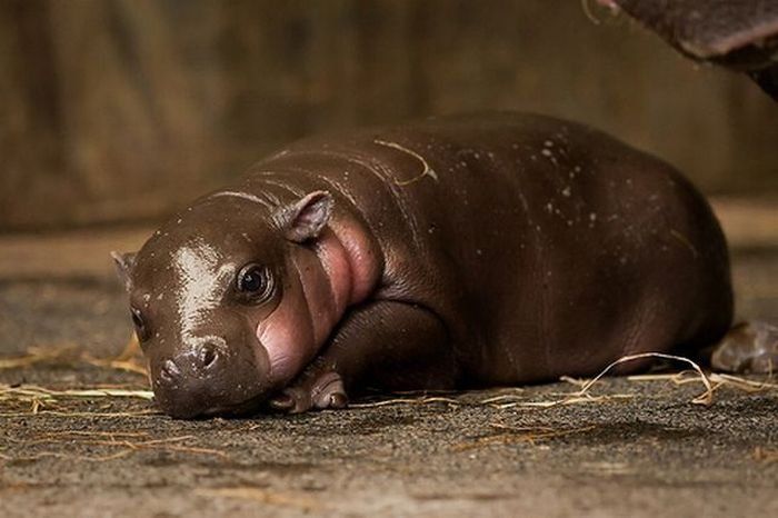 Flory, pygmy hippopotamus, Diergaarde Zoo, Blijdorp, Rotterdam, Netherlands