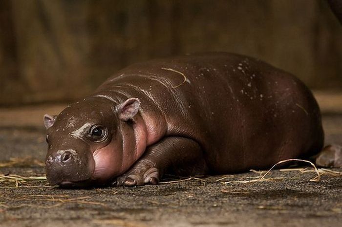 Flory, pygmy hippopotamus, Diergaarde Zoo, Blijdorp, Rotterdam, Netherlands