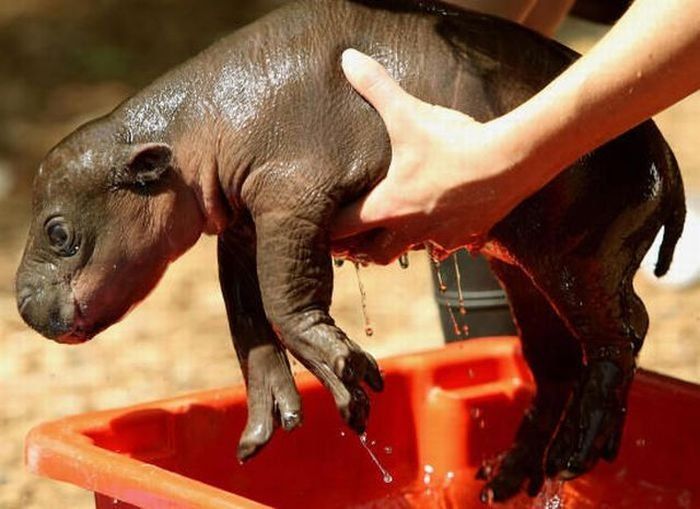 Flory, pygmy hippopotamus, Diergaarde Zoo, Blijdorp, Rotterdam, Netherlands