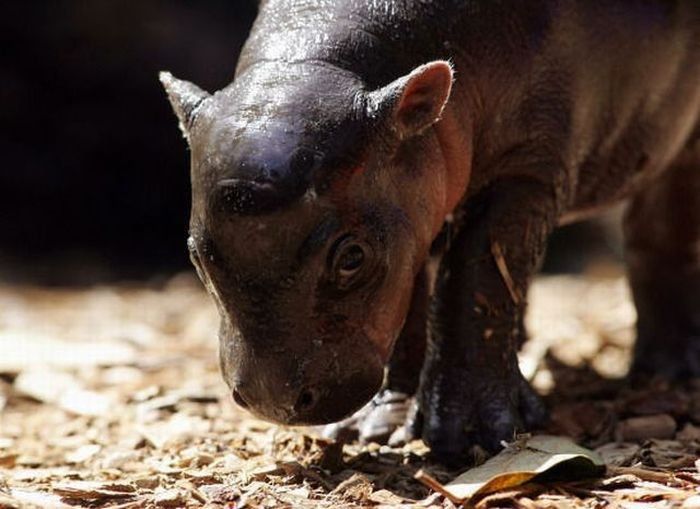 Flory, pygmy hippopotamus, Diergaarde Zoo, Blijdorp, Rotterdam, Netherlands