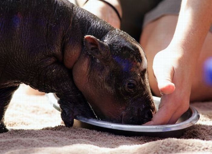 Flory, pygmy hippopotamus, Diergaarde Zoo, Blijdorp, Rotterdam, Netherlands