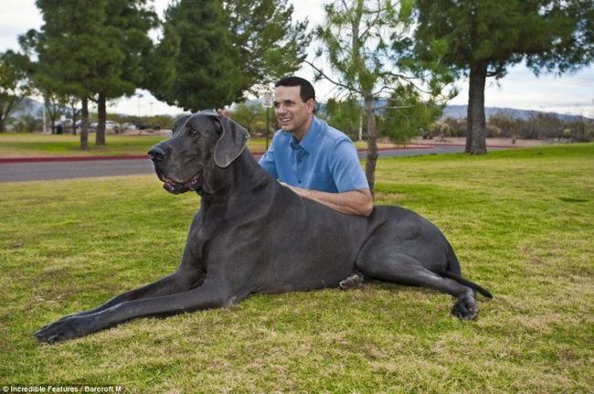 big dog