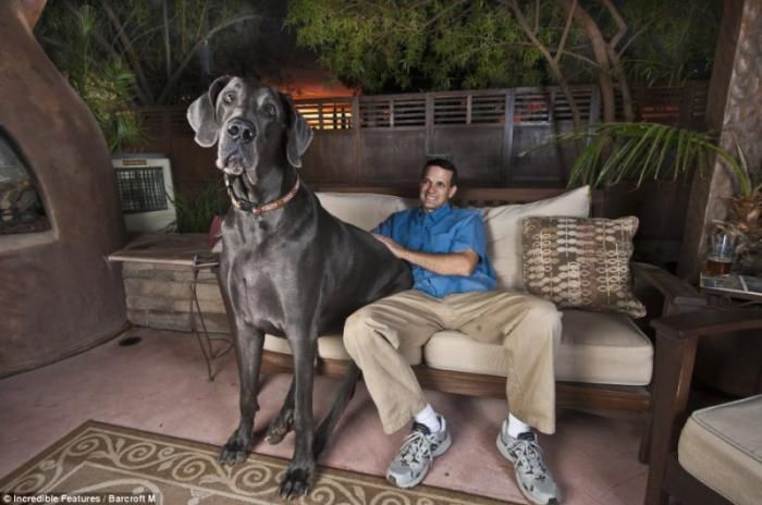big dog