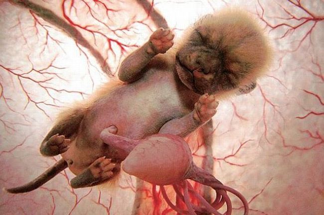 interesting photos of animals in the womb