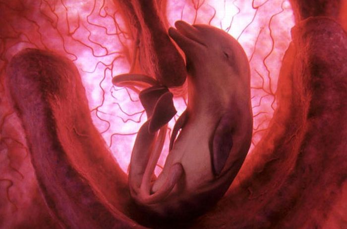 interesting photos of animals in the womb