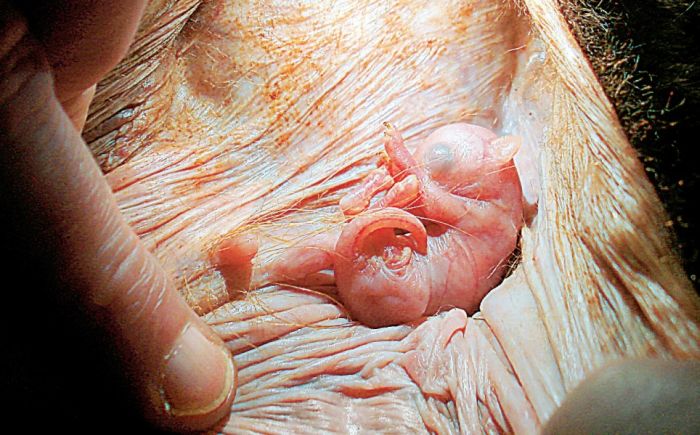 interesting photos of animals in the womb