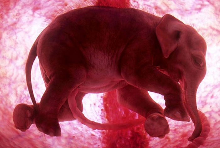 interesting photos of animals in the womb