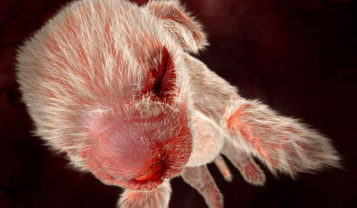 interesting photos of animals in the womb