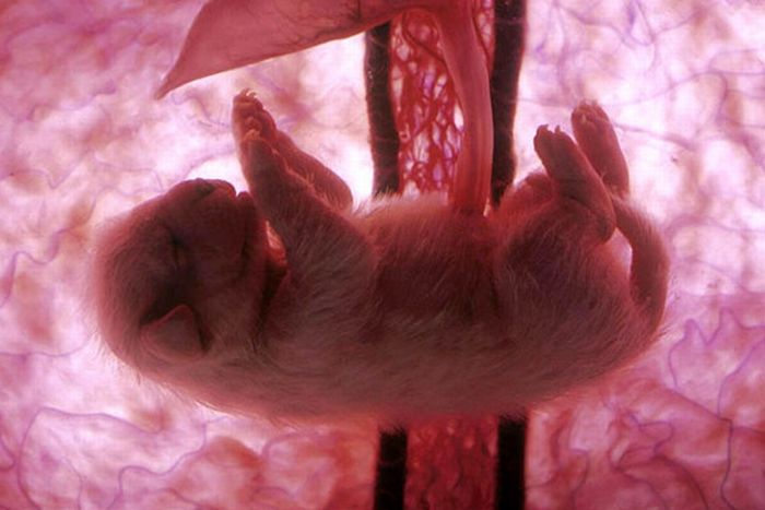 interesting photos of animals in the womb