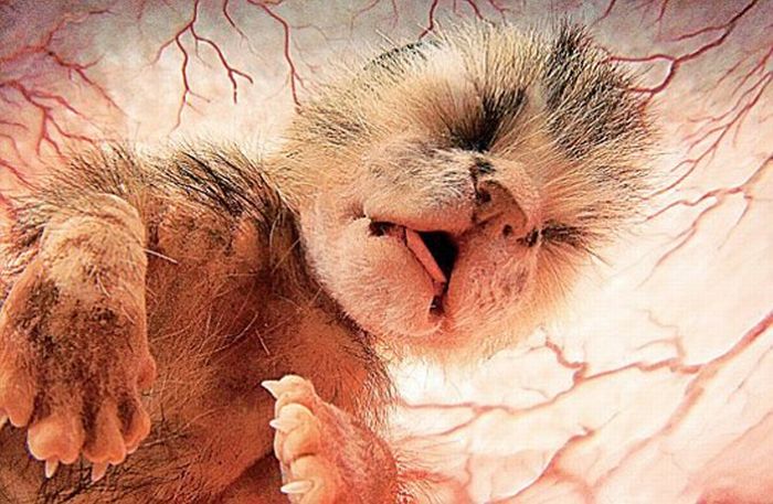 interesting photos of animals in the womb