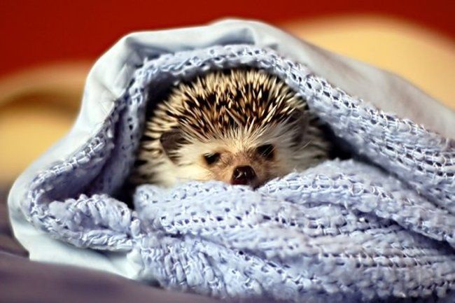 Handsome Hedgehog