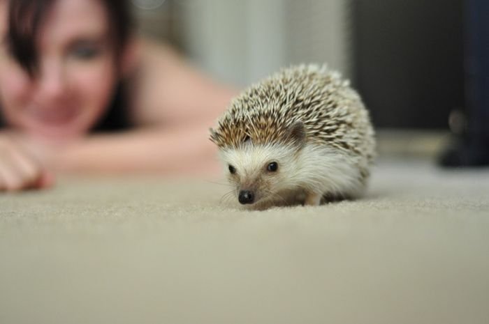 Handsome Hedgehog