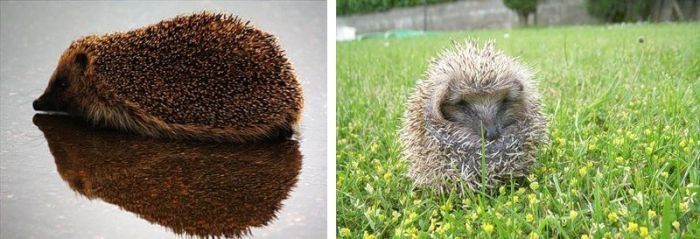 Handsome Hedgehog