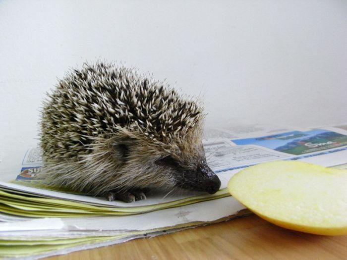 Handsome Hedgehog