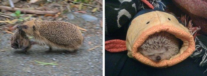 Handsome Hedgehog