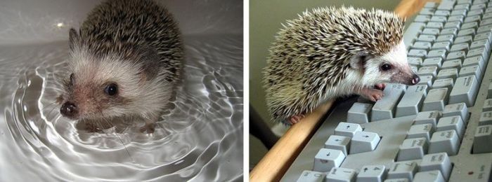 Handsome Hedgehog