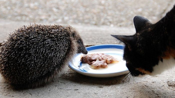 Handsome Hedgehog