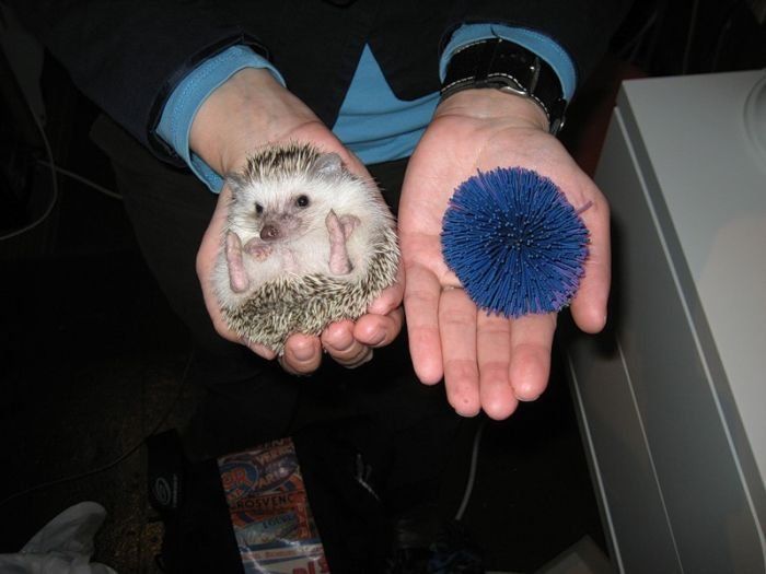 Handsome Hedgehog