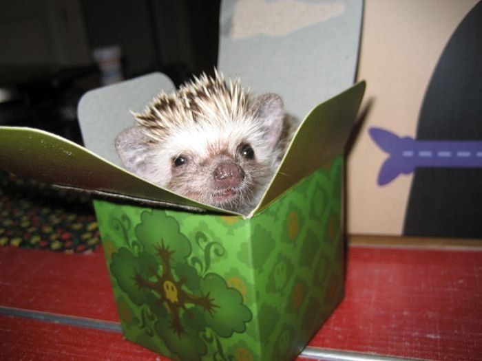 Handsome Hedgehog