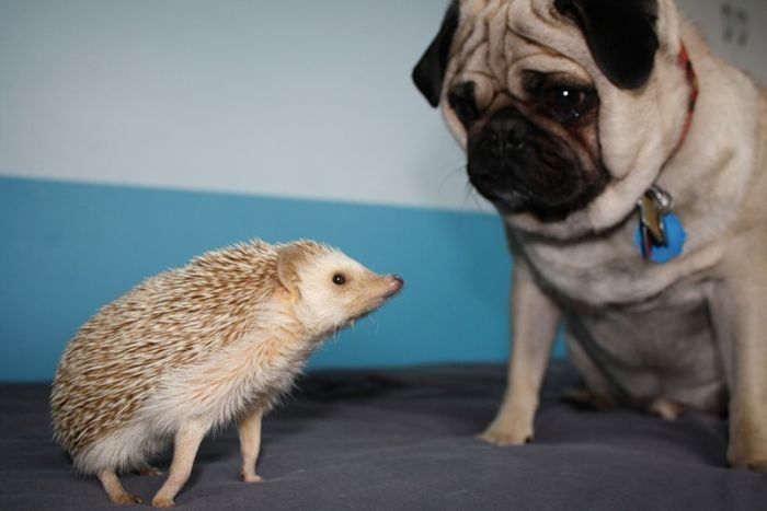 Handsome Hedgehog