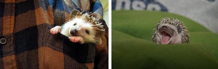 Handsome Hedgehog