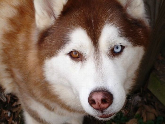 animals with the eyes of different colors