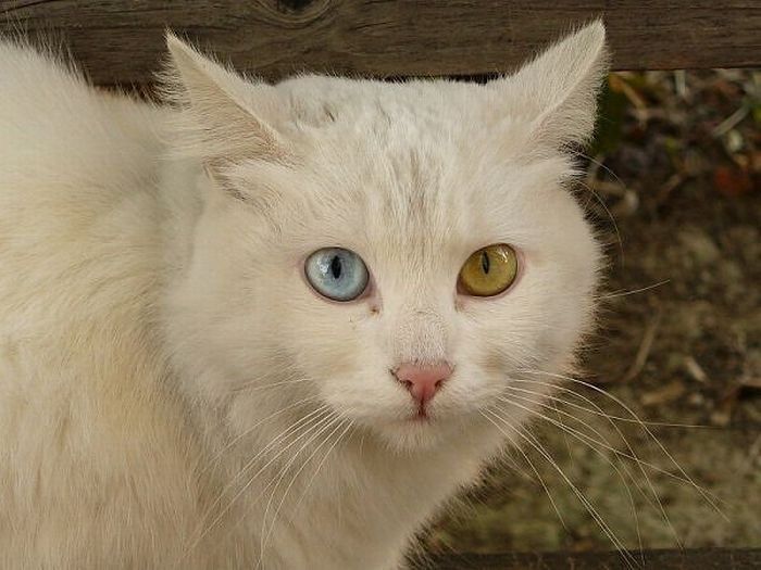 animals with the eyes of different colors