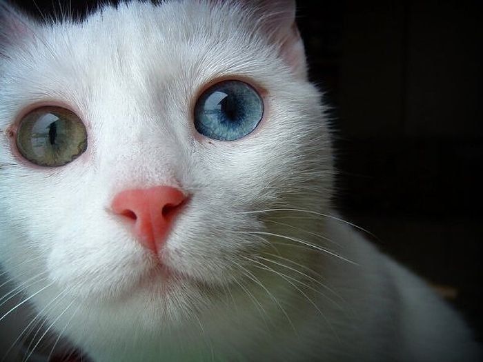 animals with the eyes of different colors
