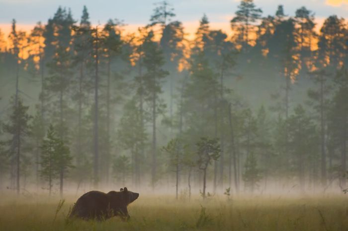 bear's life