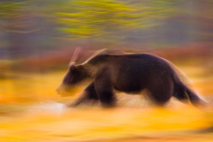 bear's life