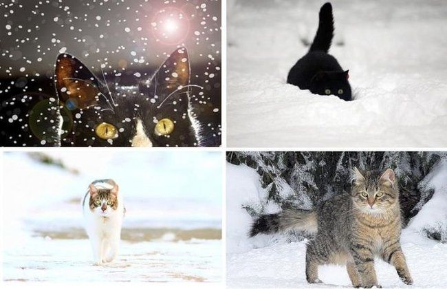 cats in the snow