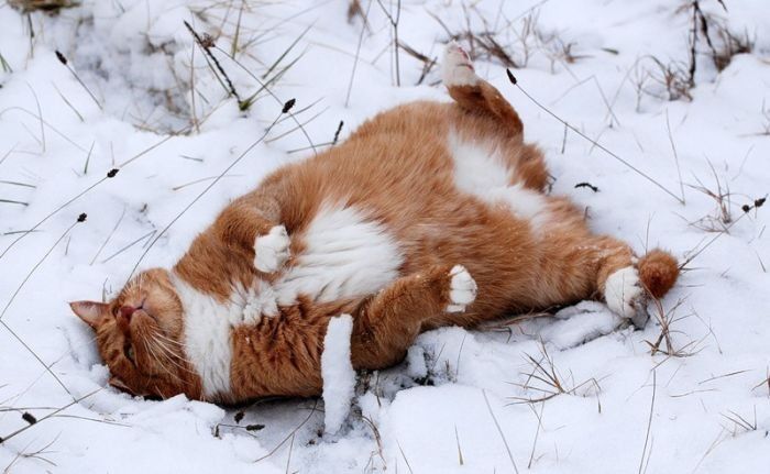 cats in the snow