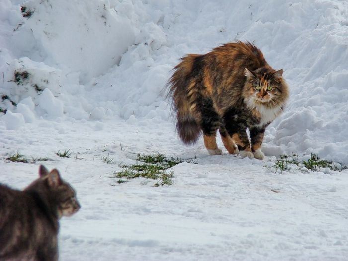 cats in the snow