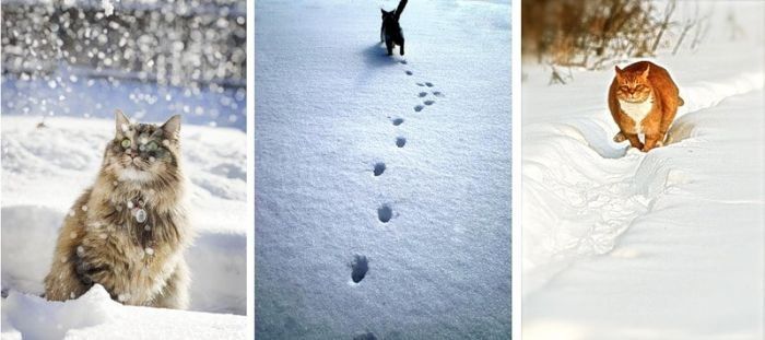 cats in the snow