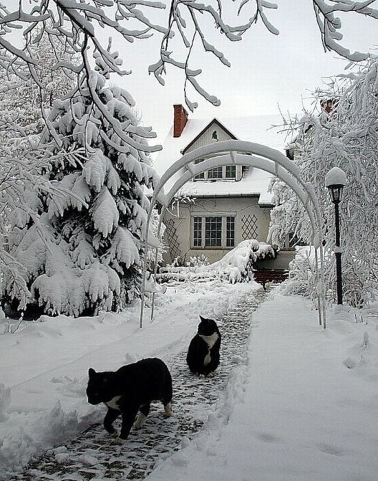 cats in the snow